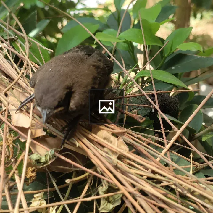 Bird on Branch