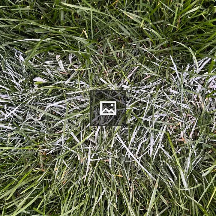 Overhead white spray line with grass