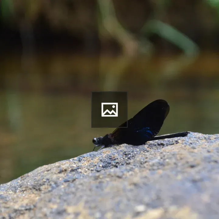 Dragonfly on sunlit rock