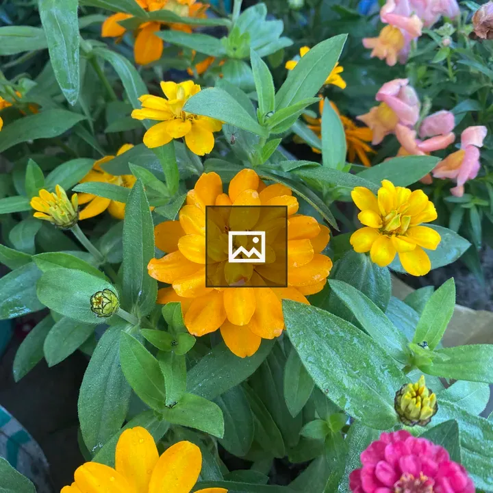 Bright orange zinnias foreground
