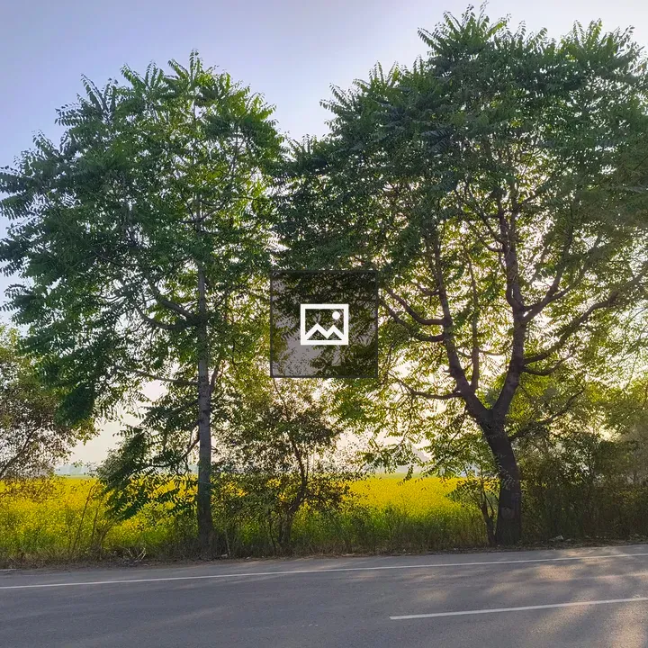 Road through trees with sunlight