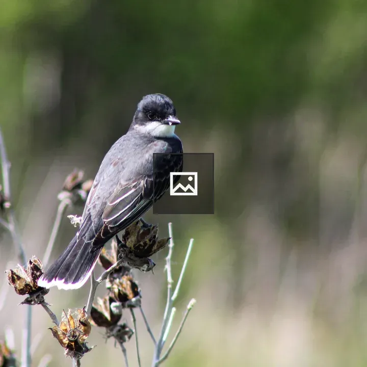 Eastern kingbird on dried branch