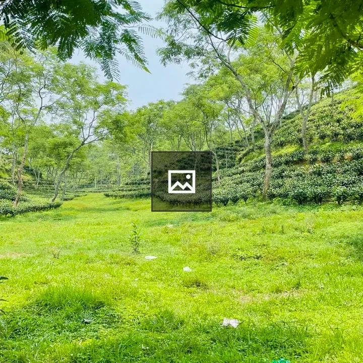 Tea gardens of Sreemongol