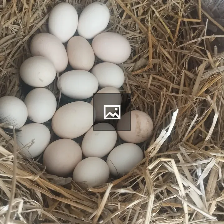 Cluster of cream eggs in nest