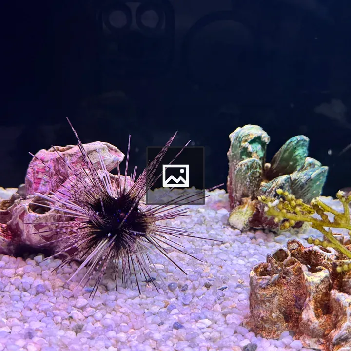 Purple sea urchin on white gravel