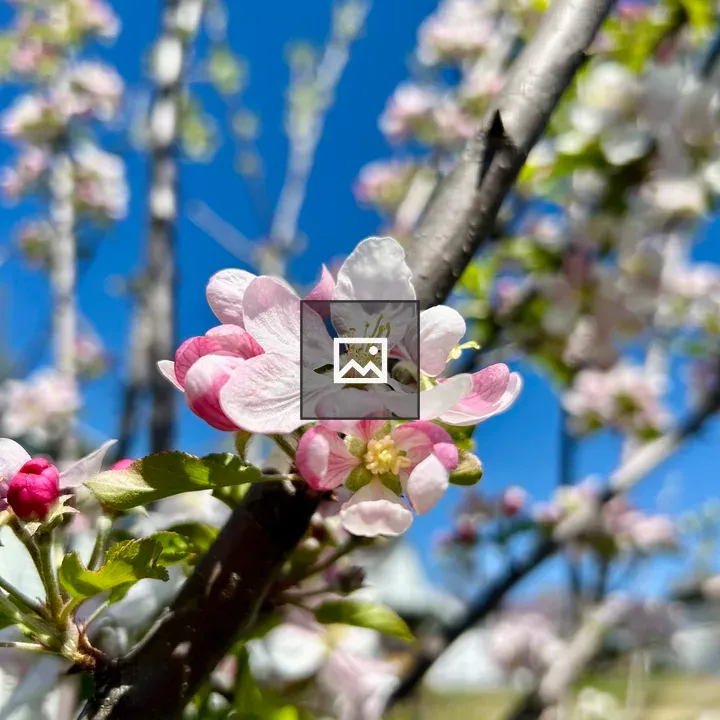 Apple Blossom Against Sky