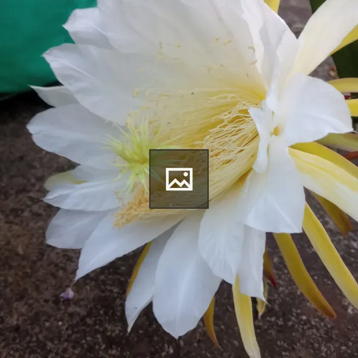 Dragon Fruit Flower Close-Up