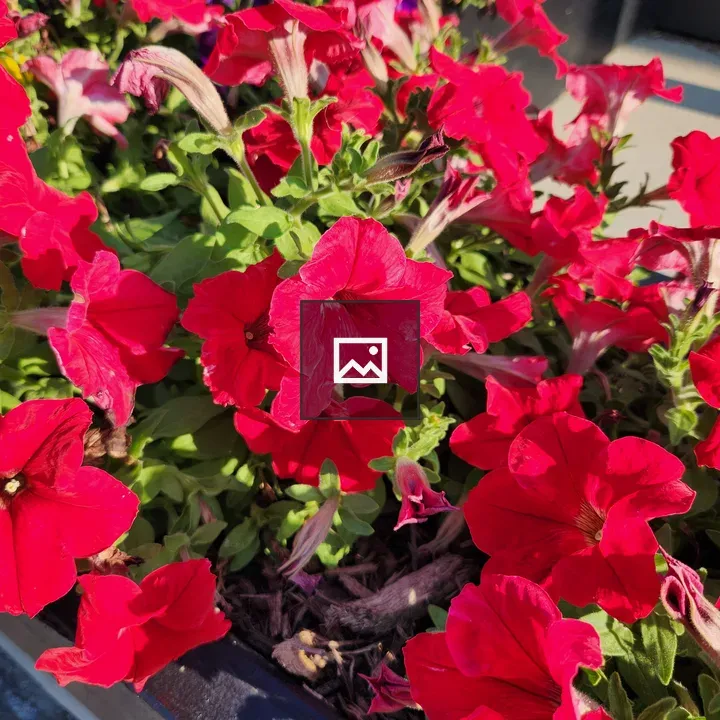 Red Petunias
