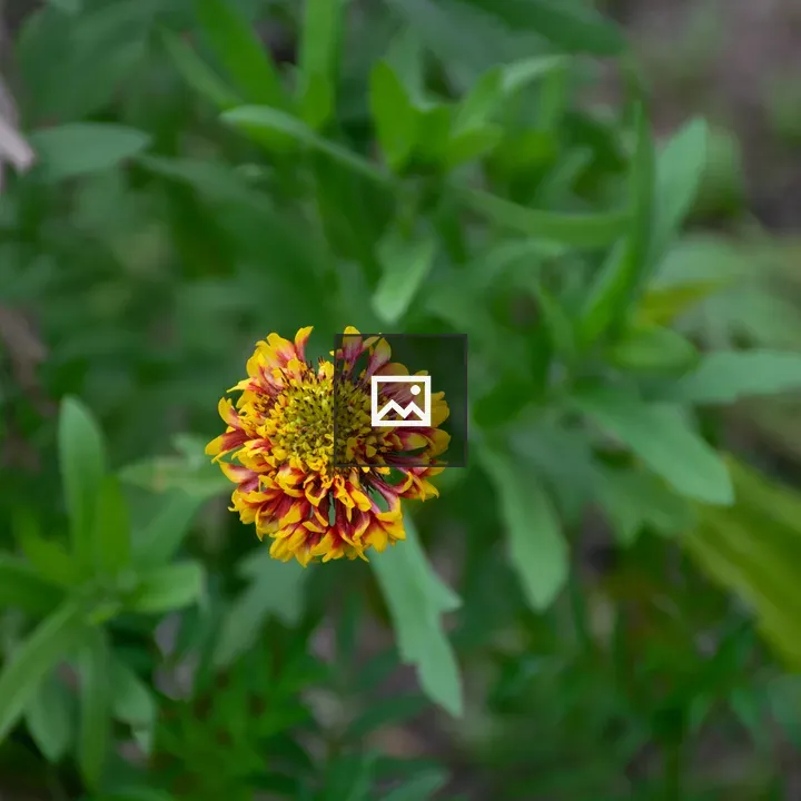 Flower with Circular Bloom