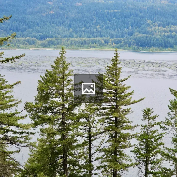 Pine Trees Above the Columbia River
