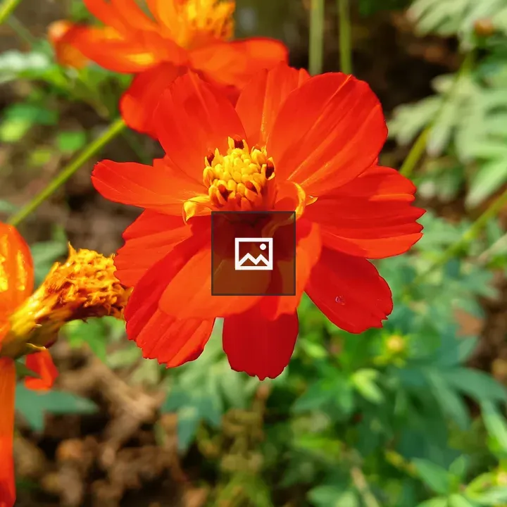 Close-up Orange Flower Cluster