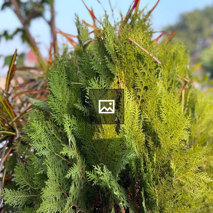 Evergreen plant