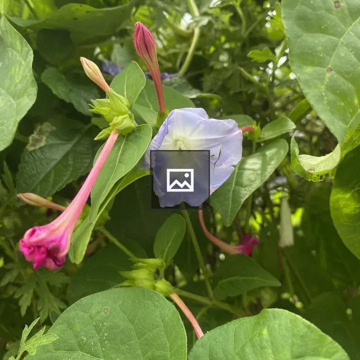 Morning glories cluster
