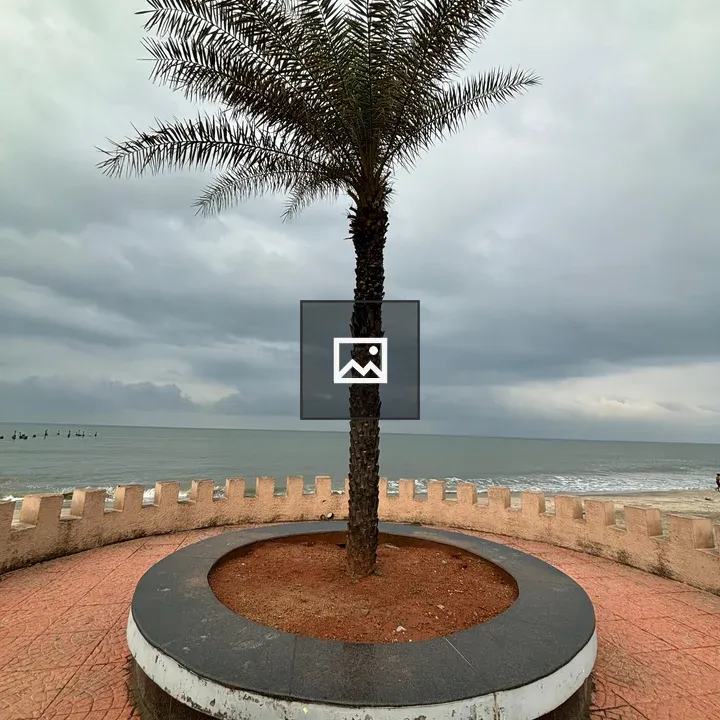 Tree by Kozhikode Beach Wall