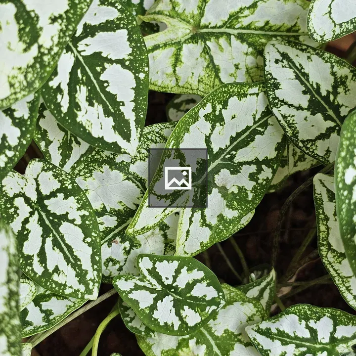 Caladium bicolor Plant