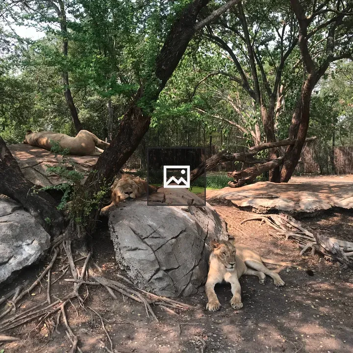 Three lions resting on rocks