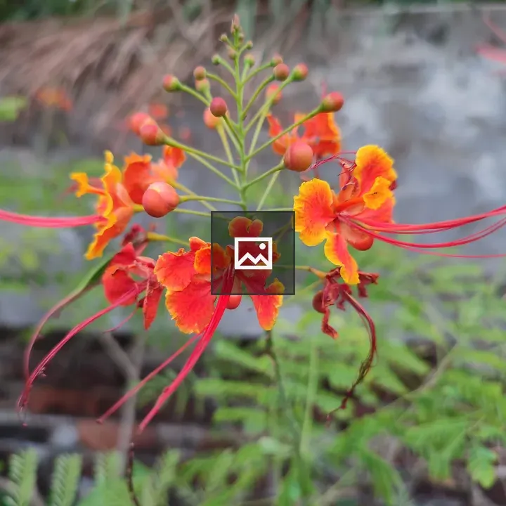Orange and red flower cluster