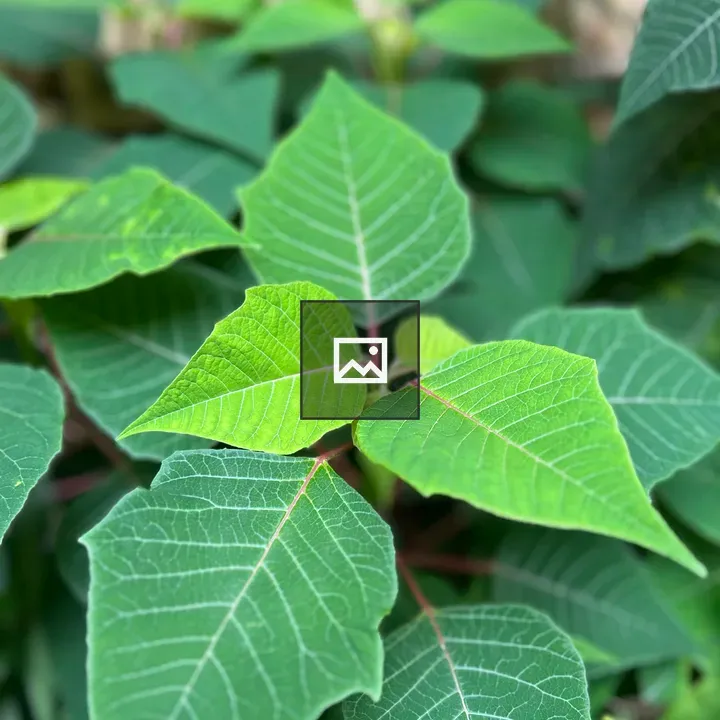 Close-up Green Leaves