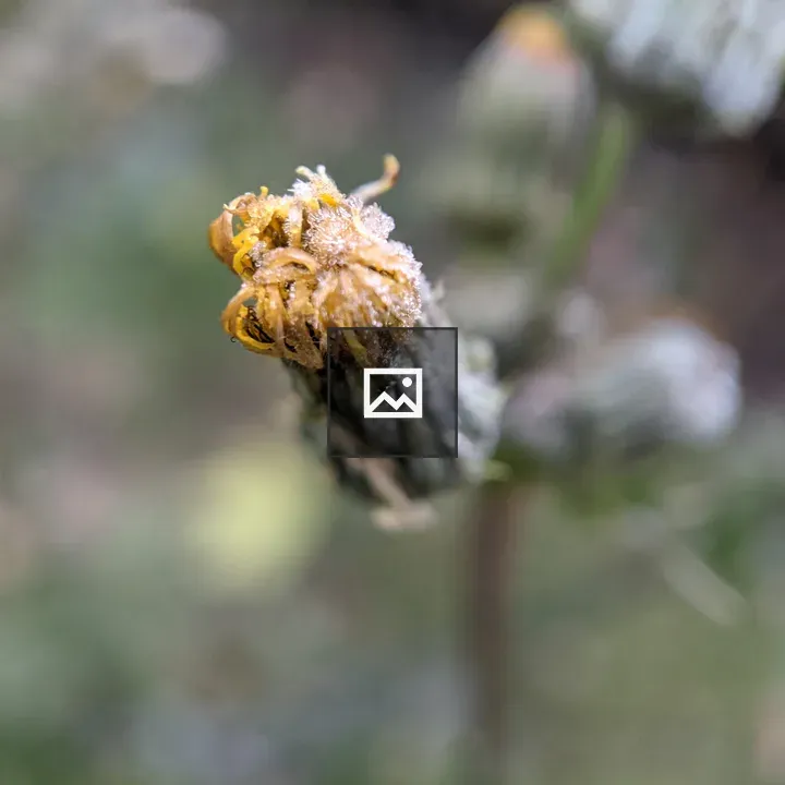 Frost on a dandelion pod