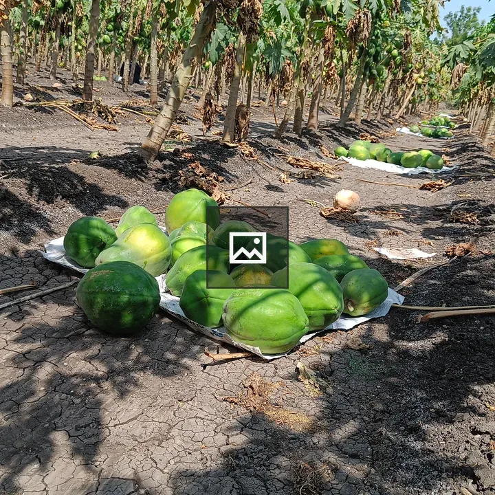 Papaya trees with fruit on farm