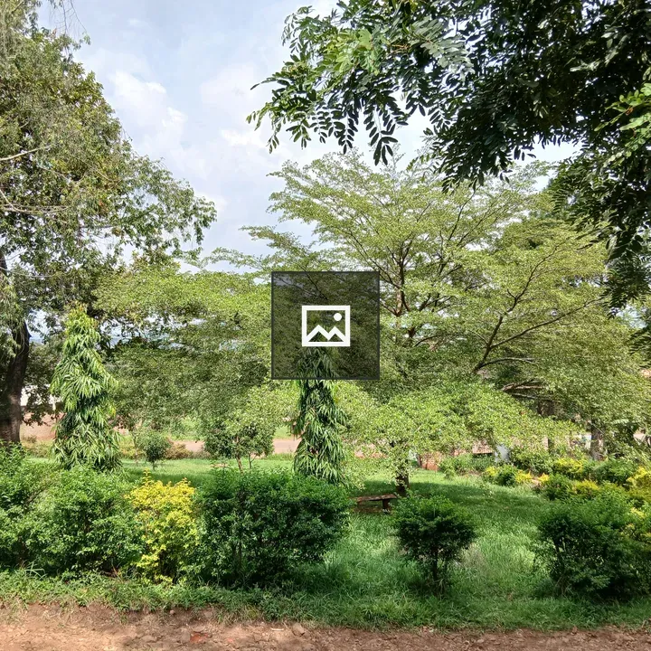 Lush green bushes and trees