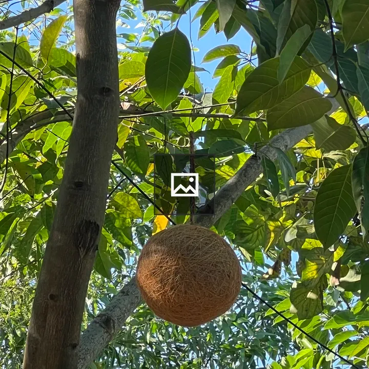 Tree Branch with Hanging Bird Nest