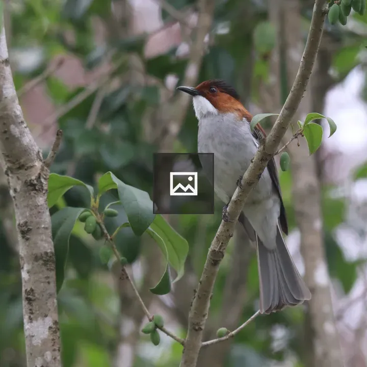 Chestnut Bulbul on Branch