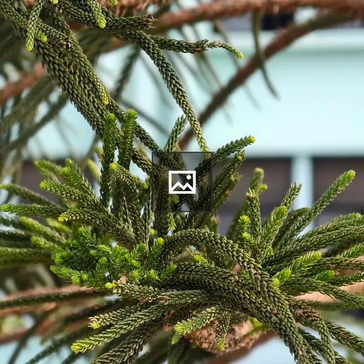 Green Pine Branches