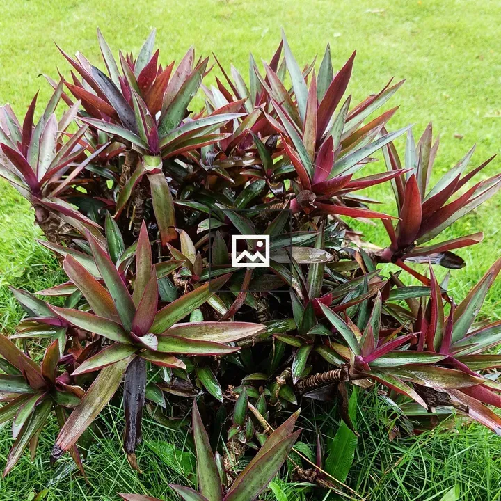 Tradescantia spathacea Leaf Close-up