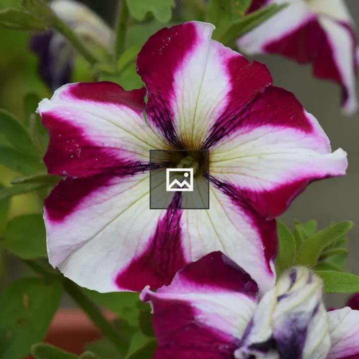 Petunia Close-Up Petals