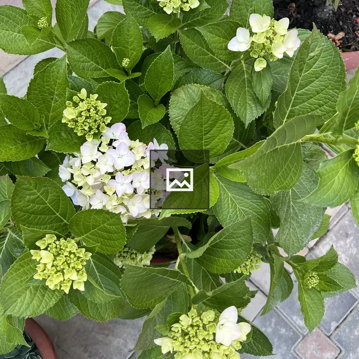 Hydrangea Plant with Buds