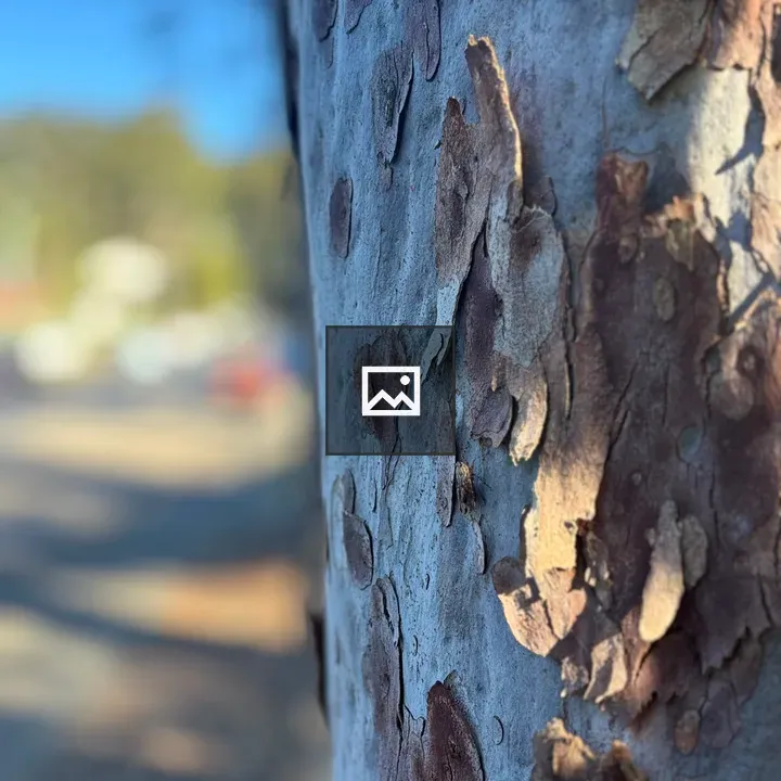 Brown tree with insect on bark