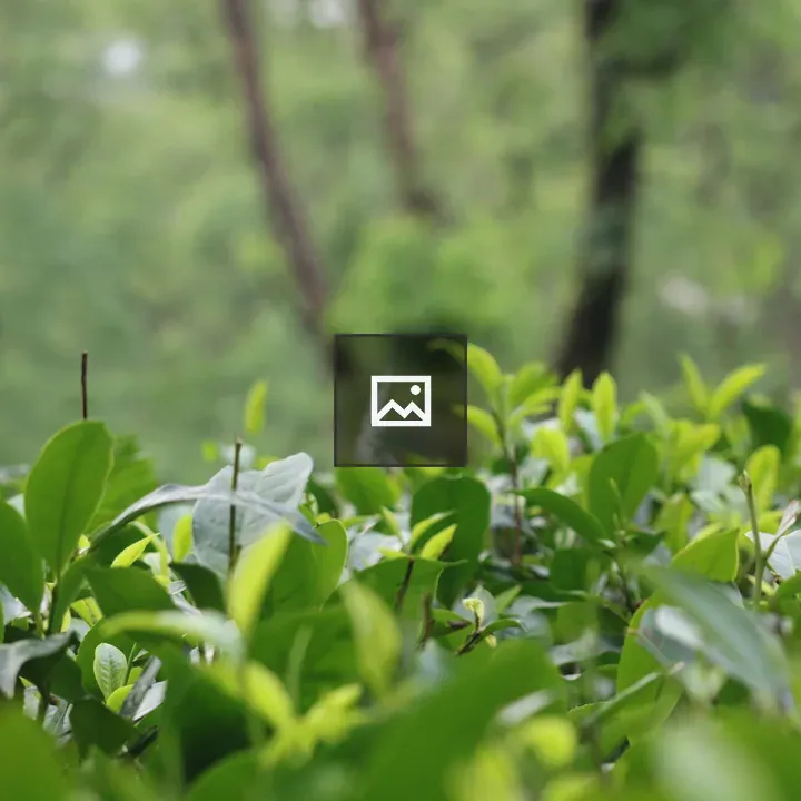 Tea Leaf