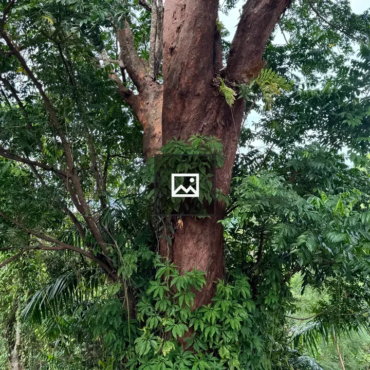 Close-up Tree Trunk in Jungle