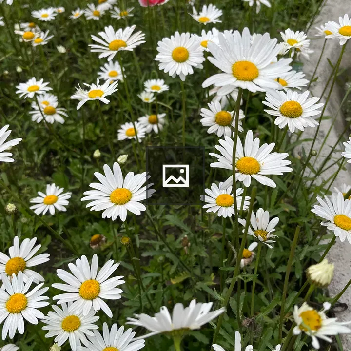 Daisy Flowers in Spring