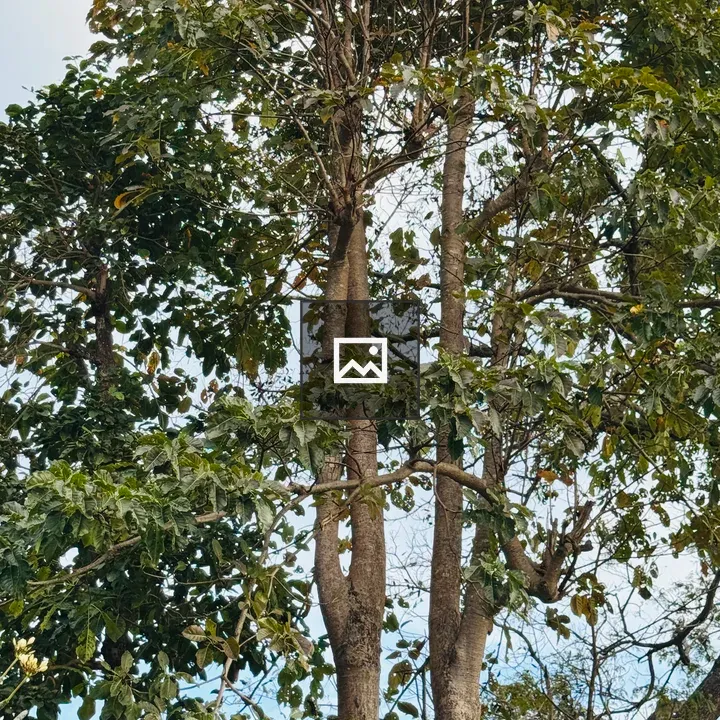 Tall forest with dense foliage