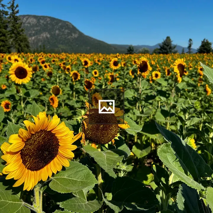 Field of Solana Sunflowers