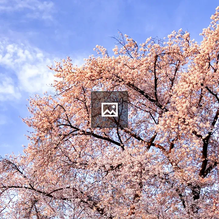 Cherry blossom in bloom