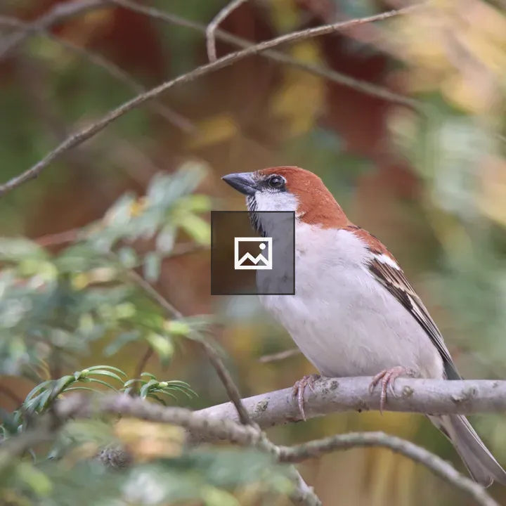 Sparrow on a Branch