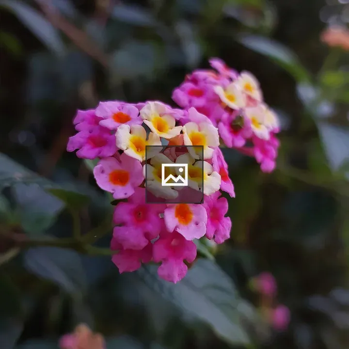 Lantana Flowers Close-Up