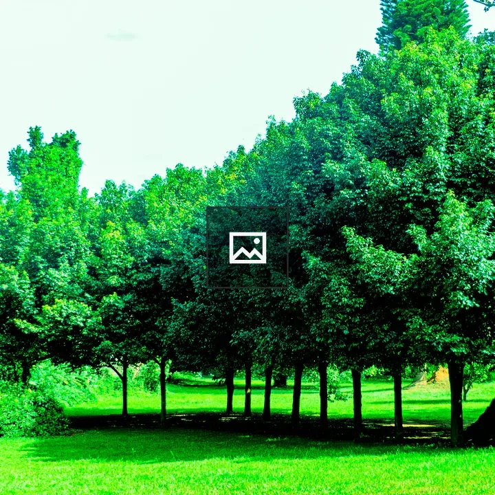 Row of green trees over lawn
