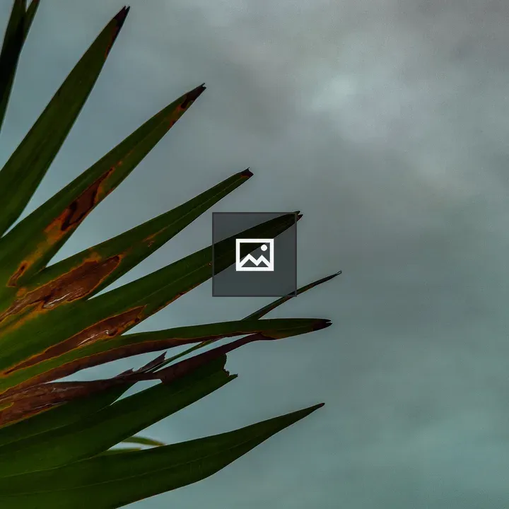 Palm Leaf Against Moody Sky