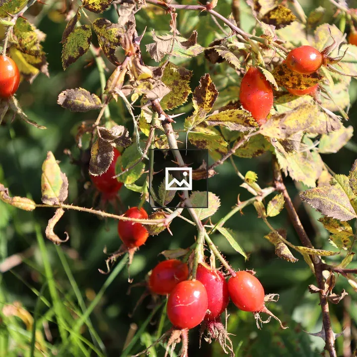 Rosehip Berries Among Leaves