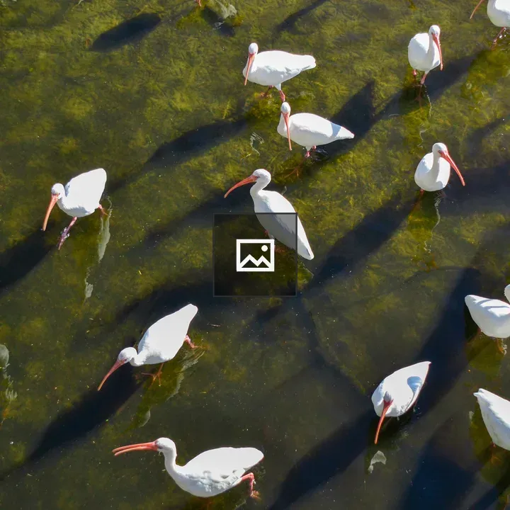 Ibises in Shallow Water