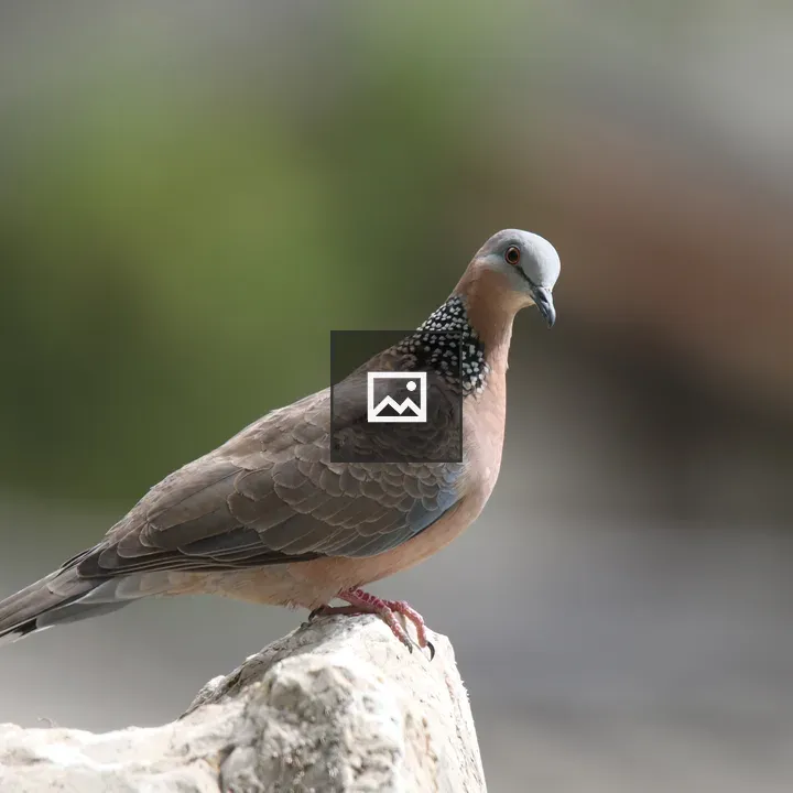 Spotted Dove Close-Up
