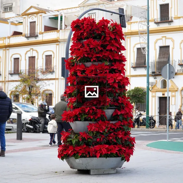 Poinsettia in Tiered Planter