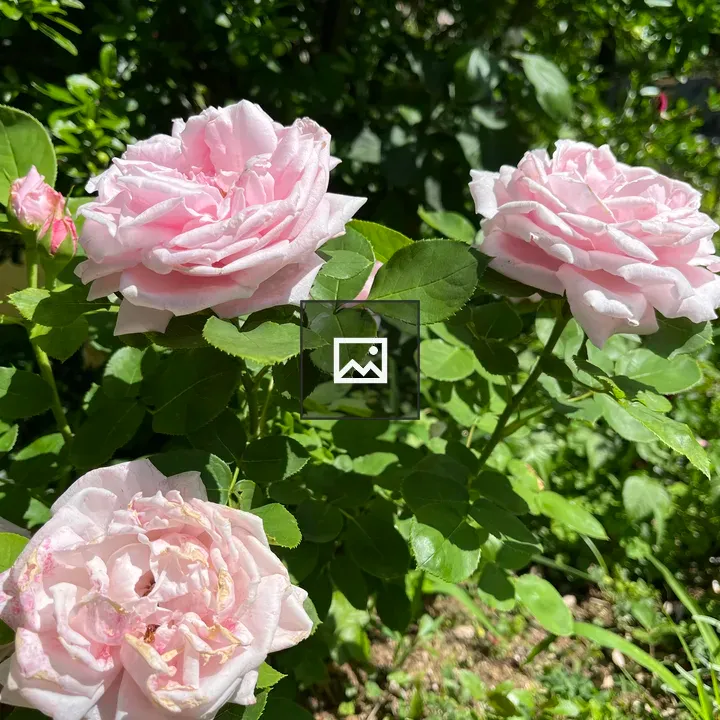 Pink roses in garden cluster