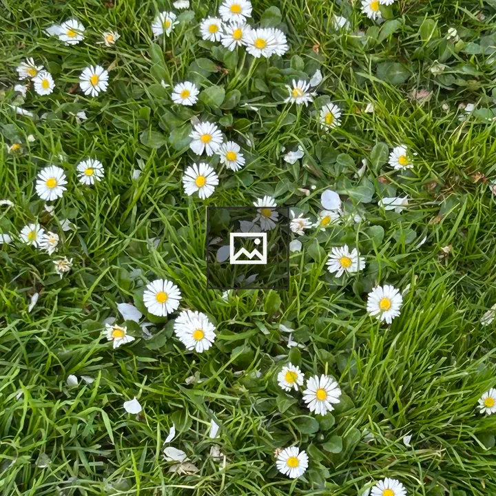 Green Grass with Daisies