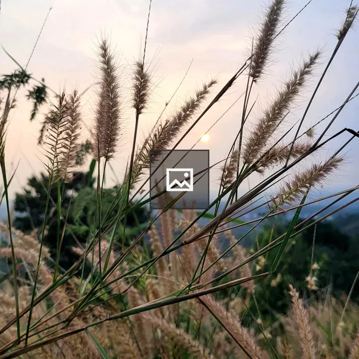 Grass with Sky and Clouds