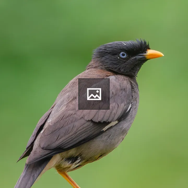Jungle myna on post